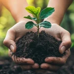 A pair of hands gently holding a small green seedling with rich soil, symbolizing growth and sustainability, with a blurred natural background and warm sunlight.